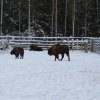 Wymiana młodzieży - Finlandia