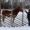 Wymiana młodzieży - Finlandia